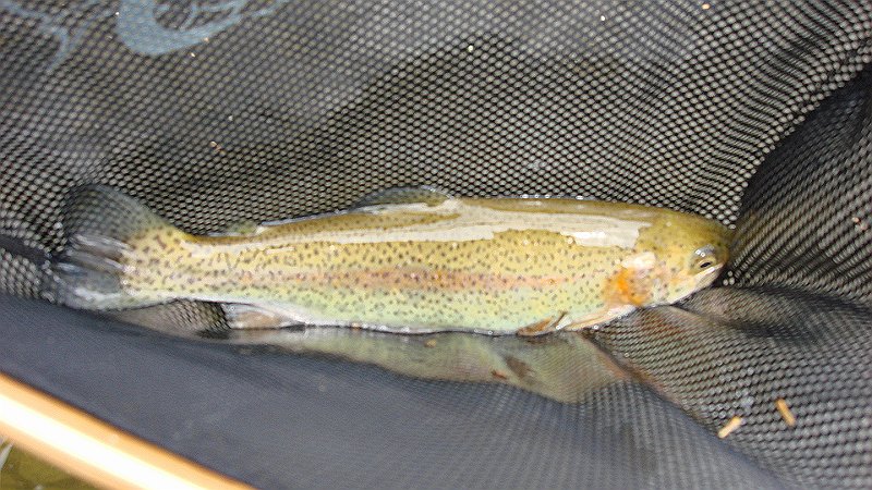 Kettle Rainbow1.JPG